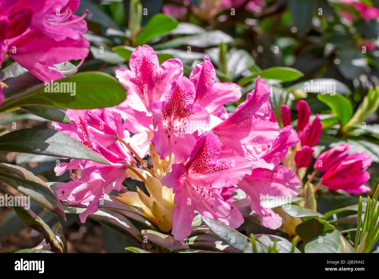 Leuchtend rosa Rhododendron-Hybridum im Frühling blühende, kosmopolitische Blüten mit grünen Blättern im Garten. Stockfoto