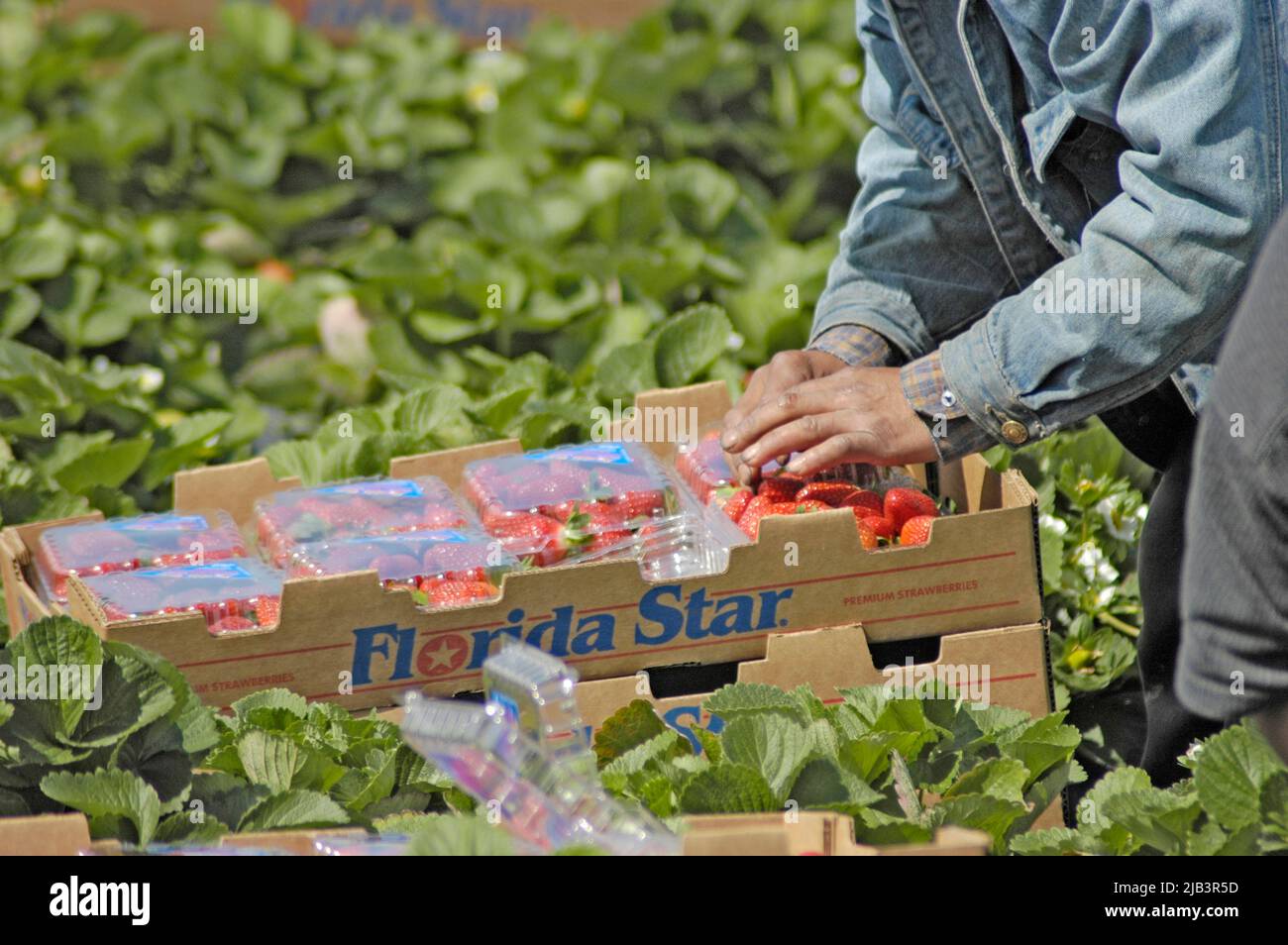 Erdbeerfeld-Verpackungsernte im Märzwinter in Zentral-Florida durch Wanderarbeiter von zentralamerikanischen lateinamerikanischen Farming Farms Farmers Stockfoto