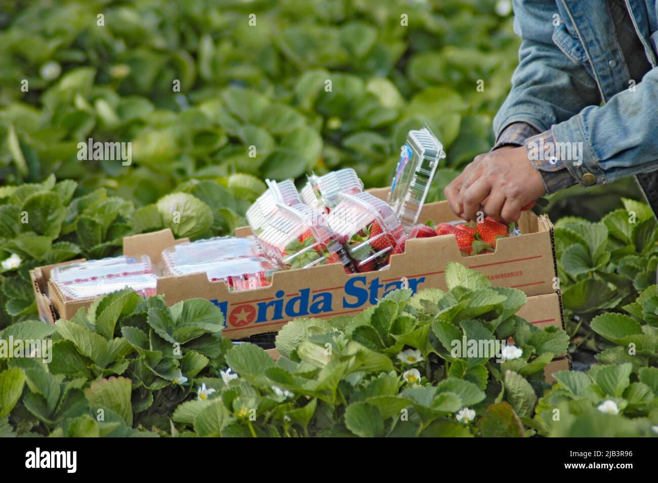 Erdbeerfeld-Verpackungsernte im Märzwinter in Zentral-Florida durch Wanderarbeiter von zentralamerikanischen lateinamerikanischen Farming Farms Farmers Stockfoto