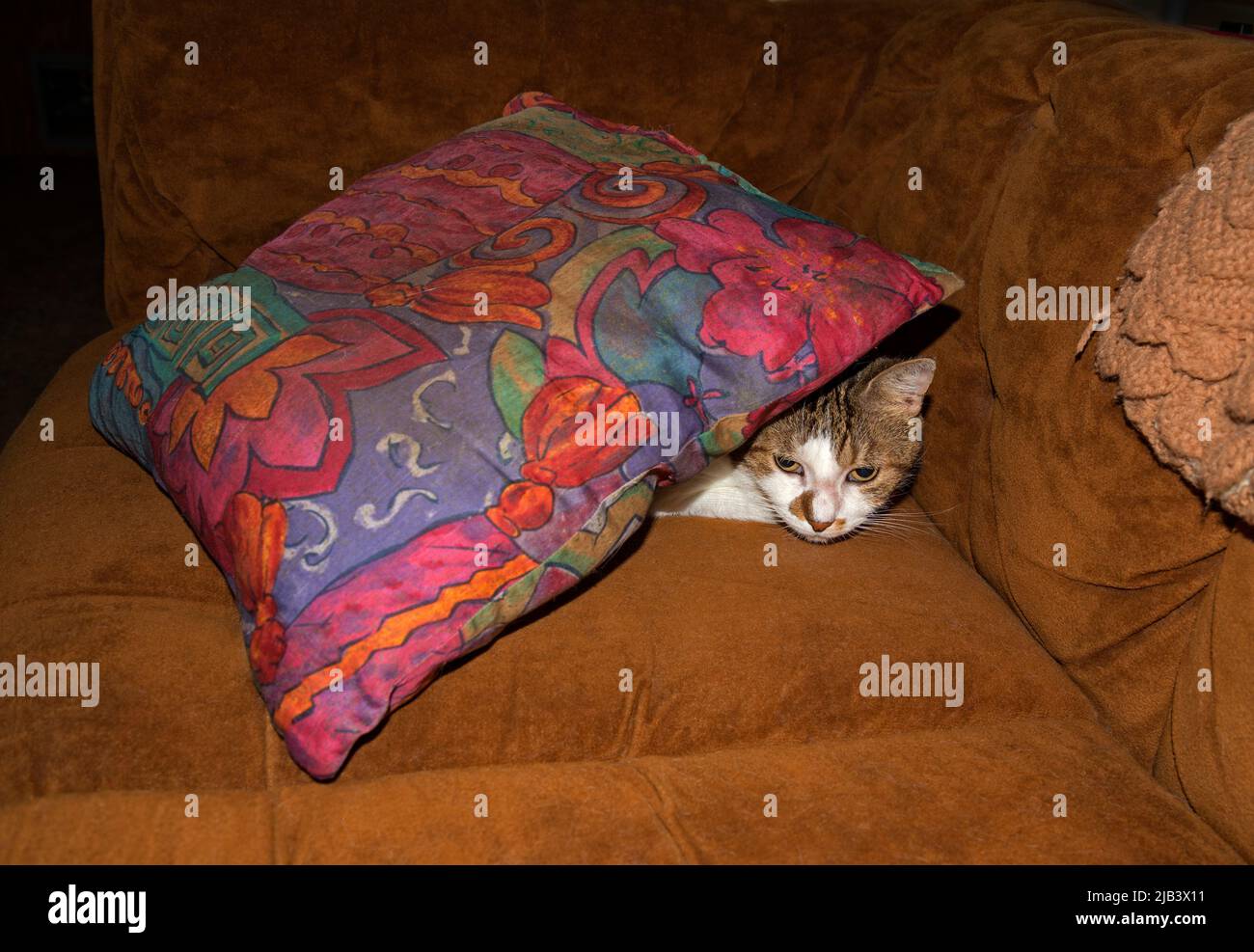 Familienkatze versteckt sich unter seinem Lieblingskissen auf der Couch, um ein Nickerchen zu machen. Stockfoto
