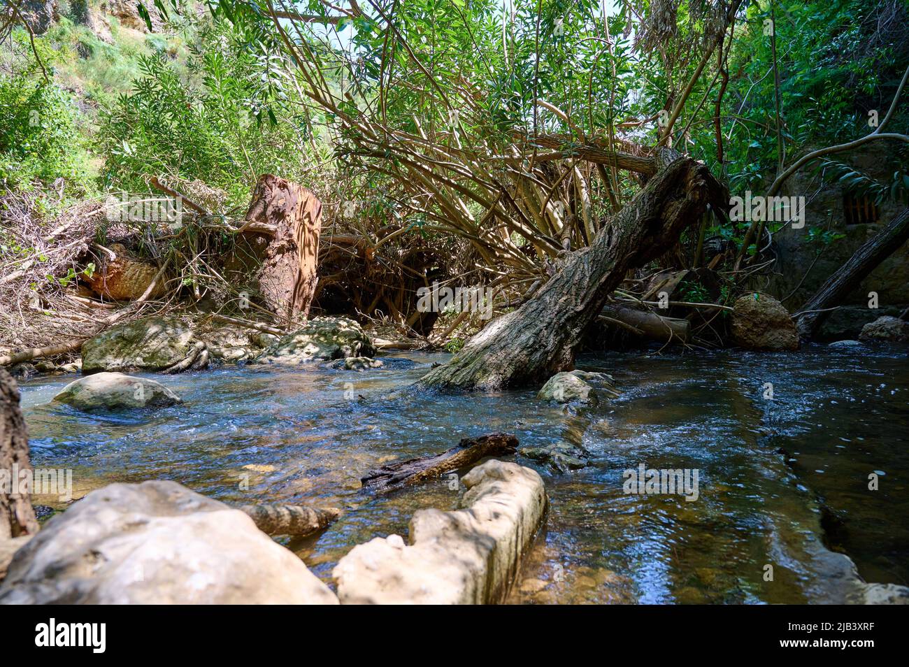 Windbreak und Totholz Ayuna Wasserstrom. Fluss Nahal Ayun. Reserve und Nationalpark. Oberes Galiläas, Israel. Nahaufnahme. Stockfoto