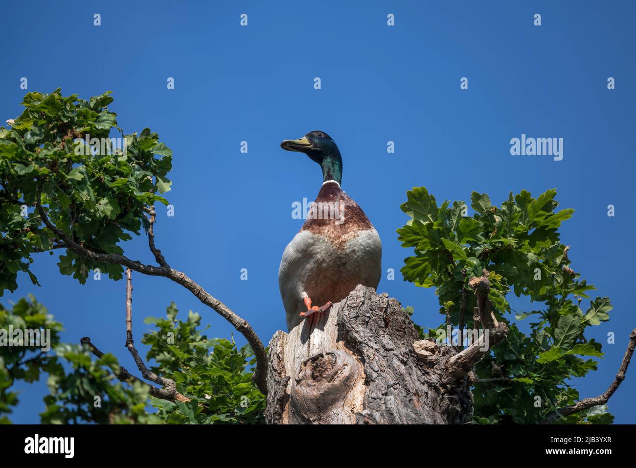 Duck findet einen schönen Aussichtspunkt, um die Welt zu sehen Stockfoto