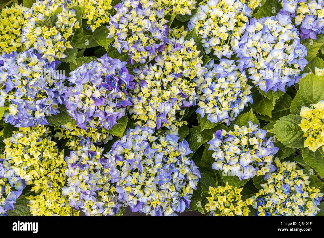 Selektive Konzentration auf schöne Busch blühende blaue, lila