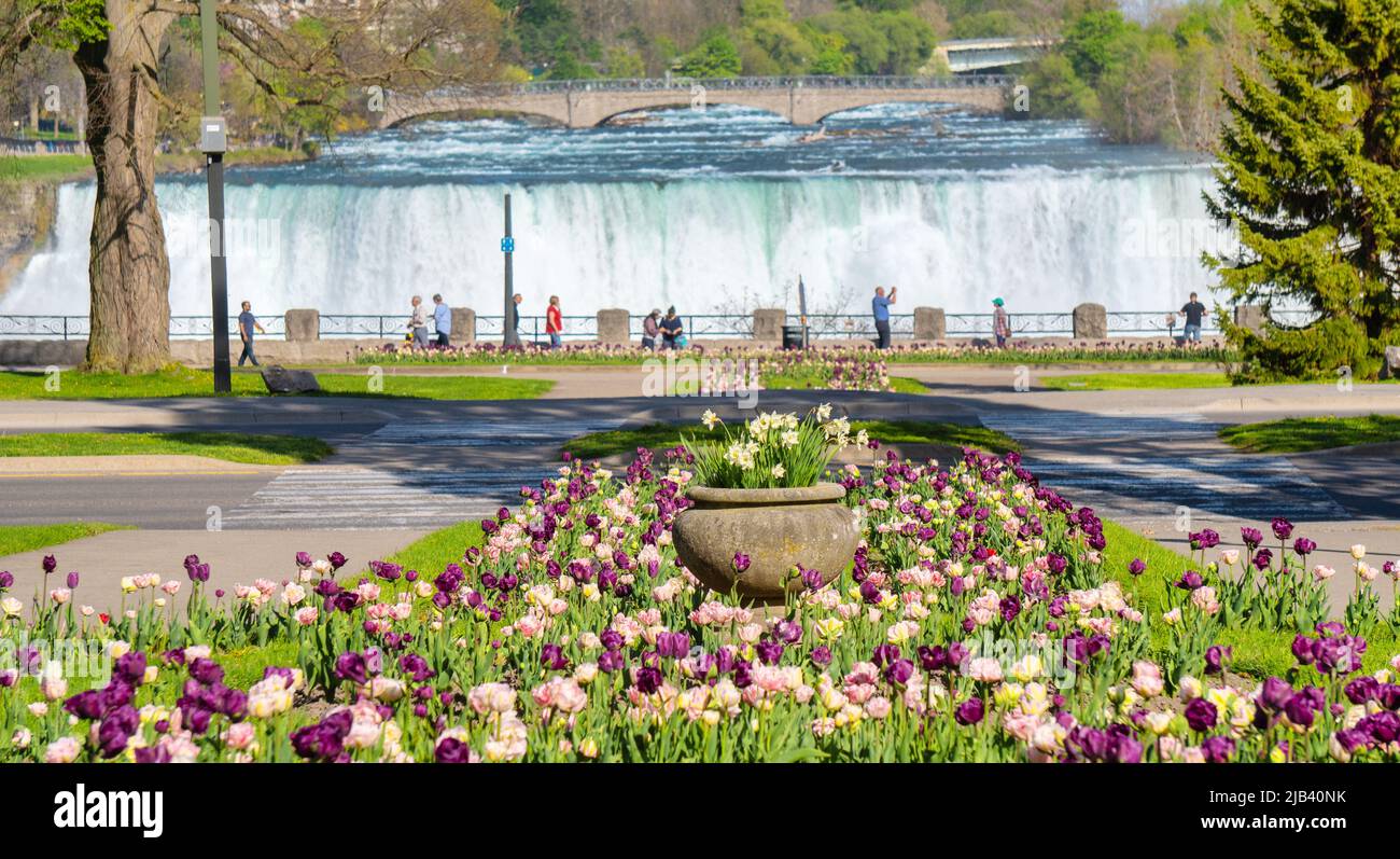 Niagara Falls City mit Tulpen- und Narzissenblumen vor den American Falls mit Touristen auf dem Niagara Parkway Stockfoto