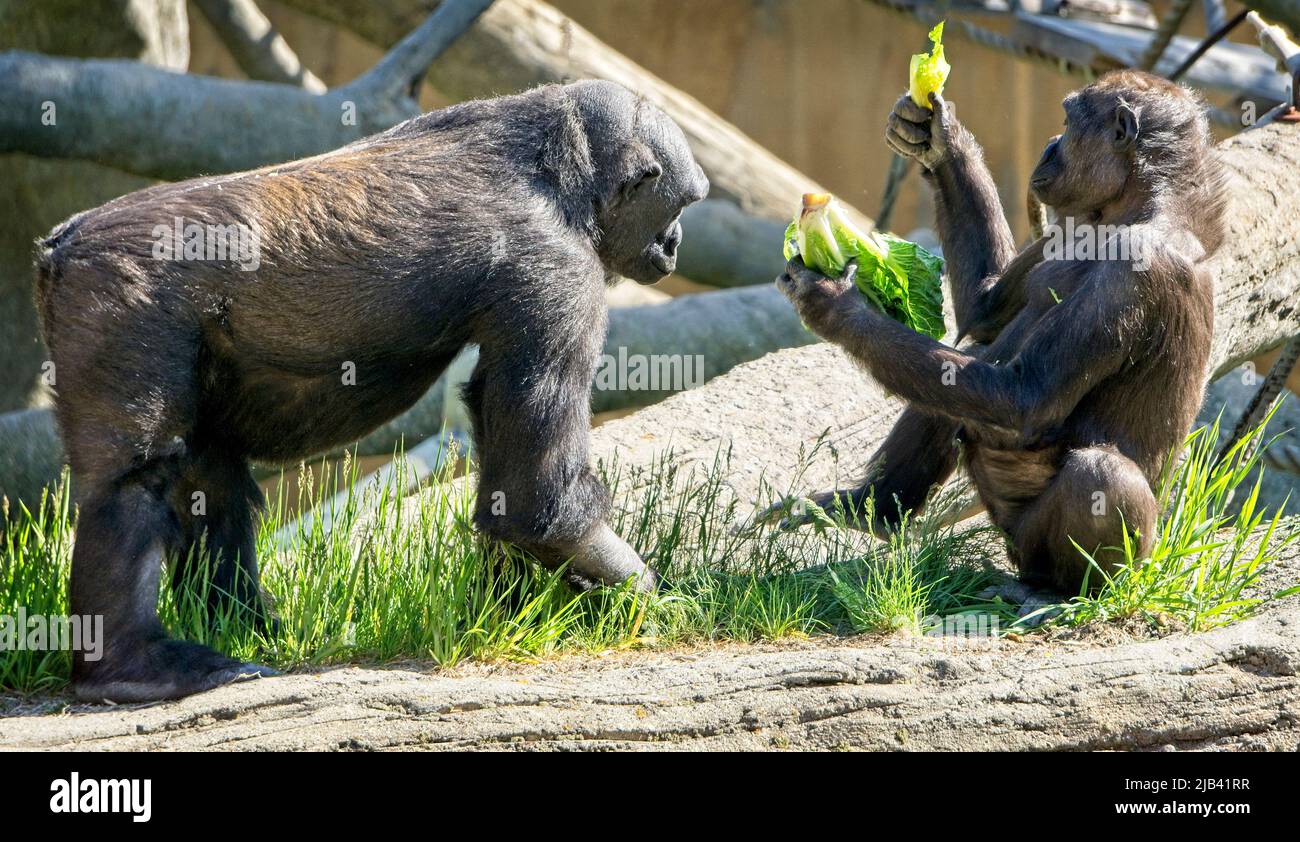 Gorillas Calgary Zoo Alberta Stockfoto