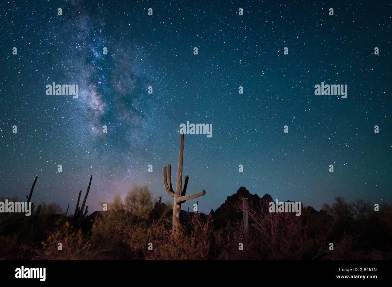 Atemberaubender saguaro Kaktus im Südwesten Amerikas mit Milchstraße Stockfoto