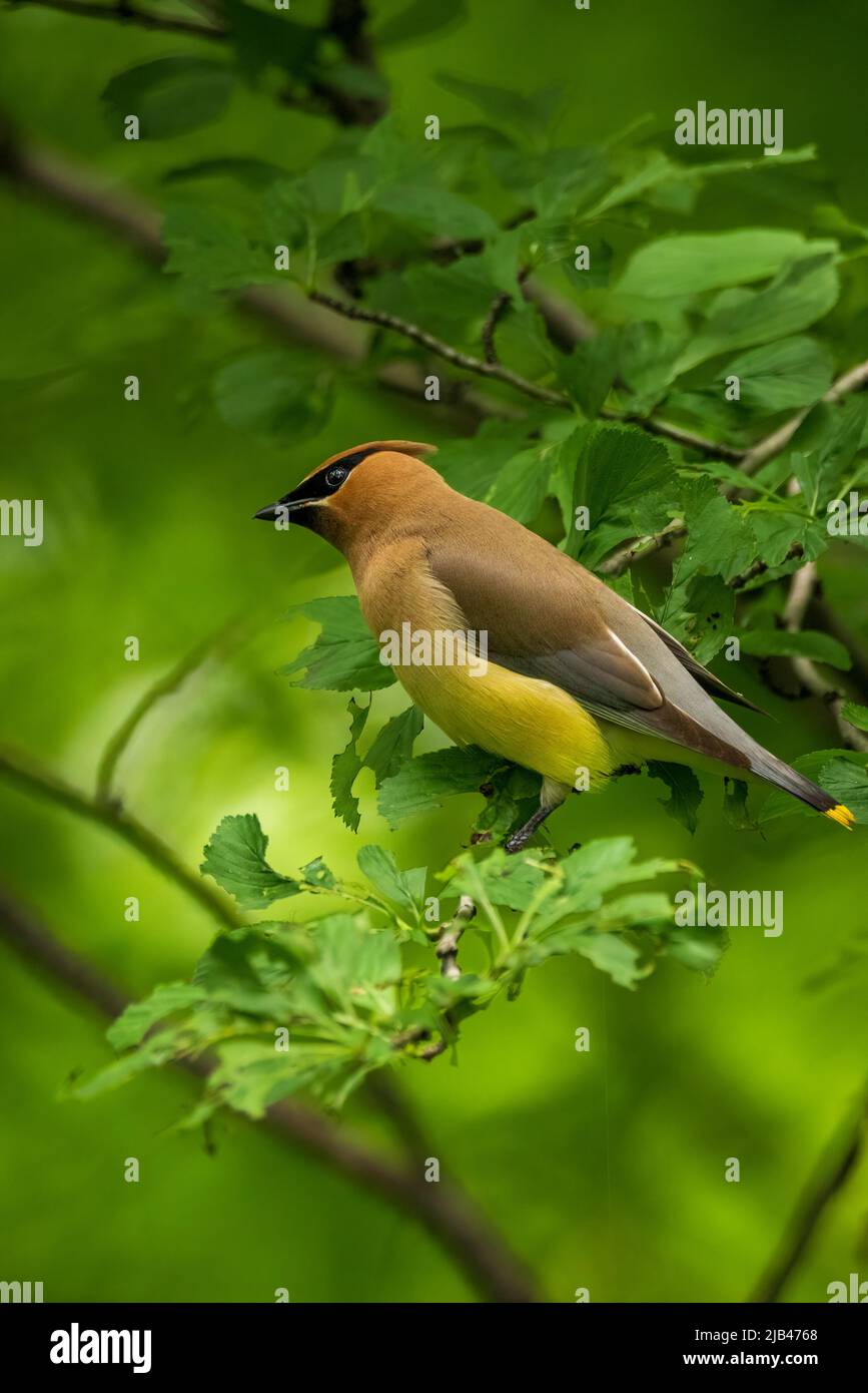 Max Verstappen und seine Red Bull RB Saison 19 2023 Stockfoto