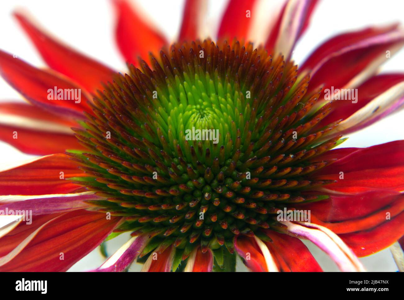 Nahaufnahme einer Kegelblume (Echinacea) mit roten und weißen Blütenblättern auf weißem Hintergrund. Stockfoto