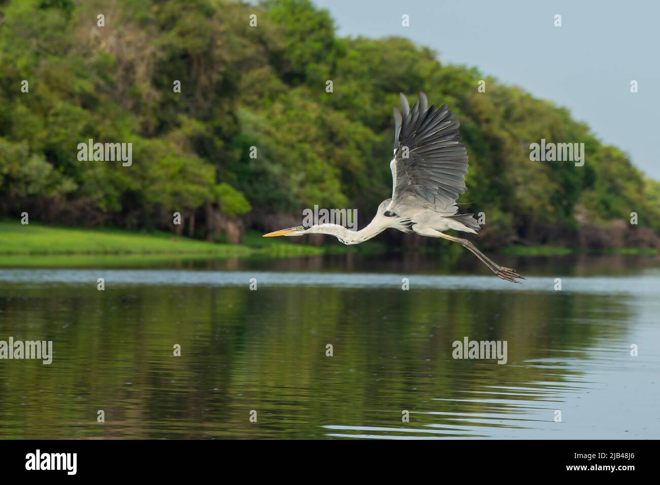 Cocoi Heron (Ardea Cocoi) im Flug Stockfoto