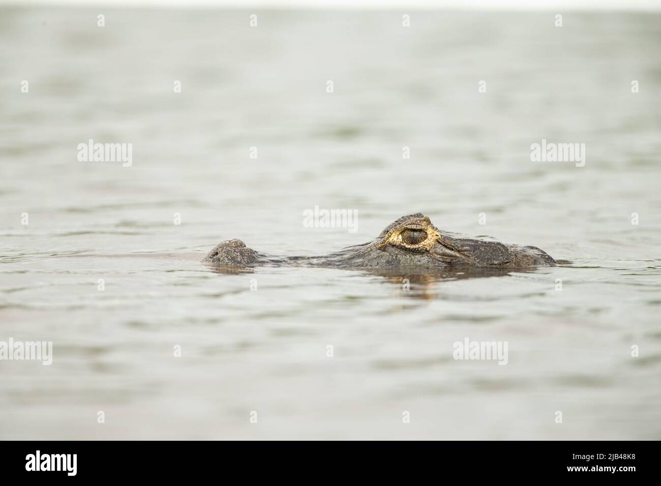 Brillenkaiman (Caiman crocodilus), andere Namen: Weißer Kaiman oder gewöhnlicher Kaiman. Stockfoto