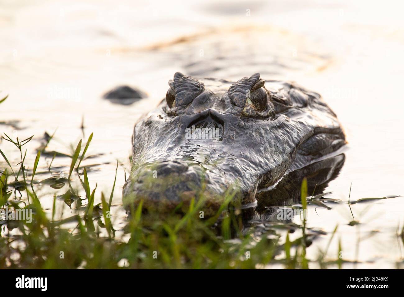 Brillenkaiman (Caiman crocodilus), andere Namen: Weißer Kaiman oder gewöhnlicher Kaiman. Stockfoto