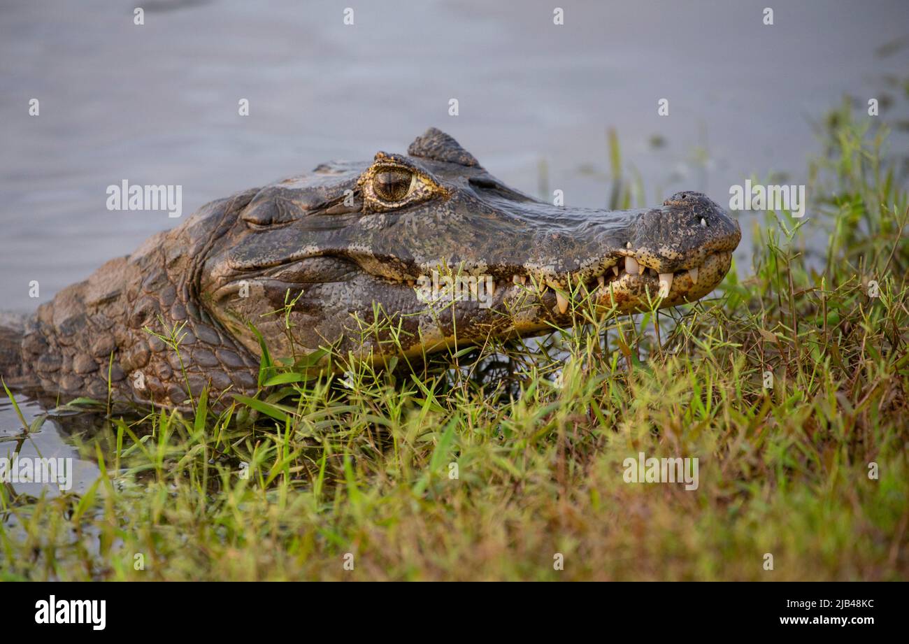 Brillenkaiman (Caiman crocodilus), andere Namen: Weißer Kaiman oder gewöhnlicher Kaiman. Stockfoto
