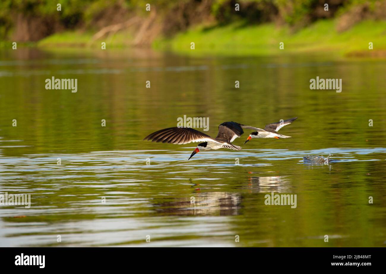 Schwarzer Skimmer (Rynchops niger), der tief über dem Fluss fliegt Stockfoto