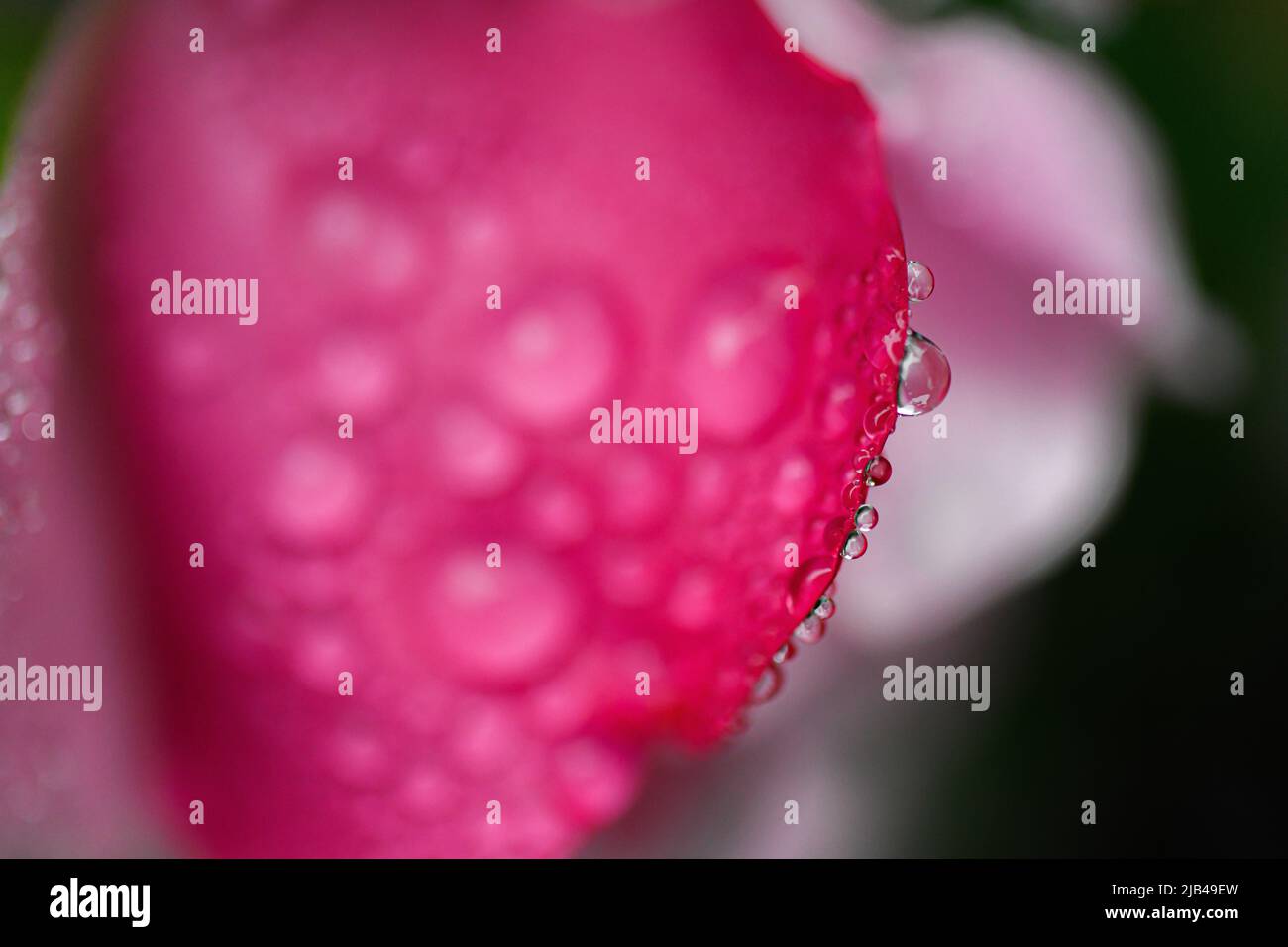 Wassertropfen auf Knock-out-Strauchrosen, Blüten und Blättern - Wassertropfen auf Blütenblättern und Blättern - Regentropfen und Regentropfen auf Pflanzen - Rosaceae - Rosa Stockfoto