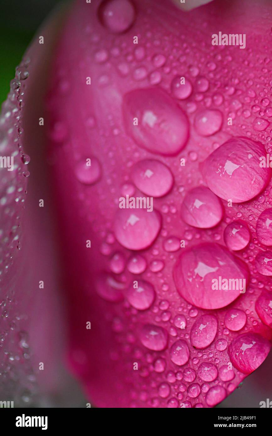 Wassertropfen auf Knock-out-Strauchrosen, Blüten und Blättern - Wassertropfen auf Blütenblättern und Blättern - Regentropfen und Regentropfen auf Pflanzen - Rosaceae - Rosa Stockfoto