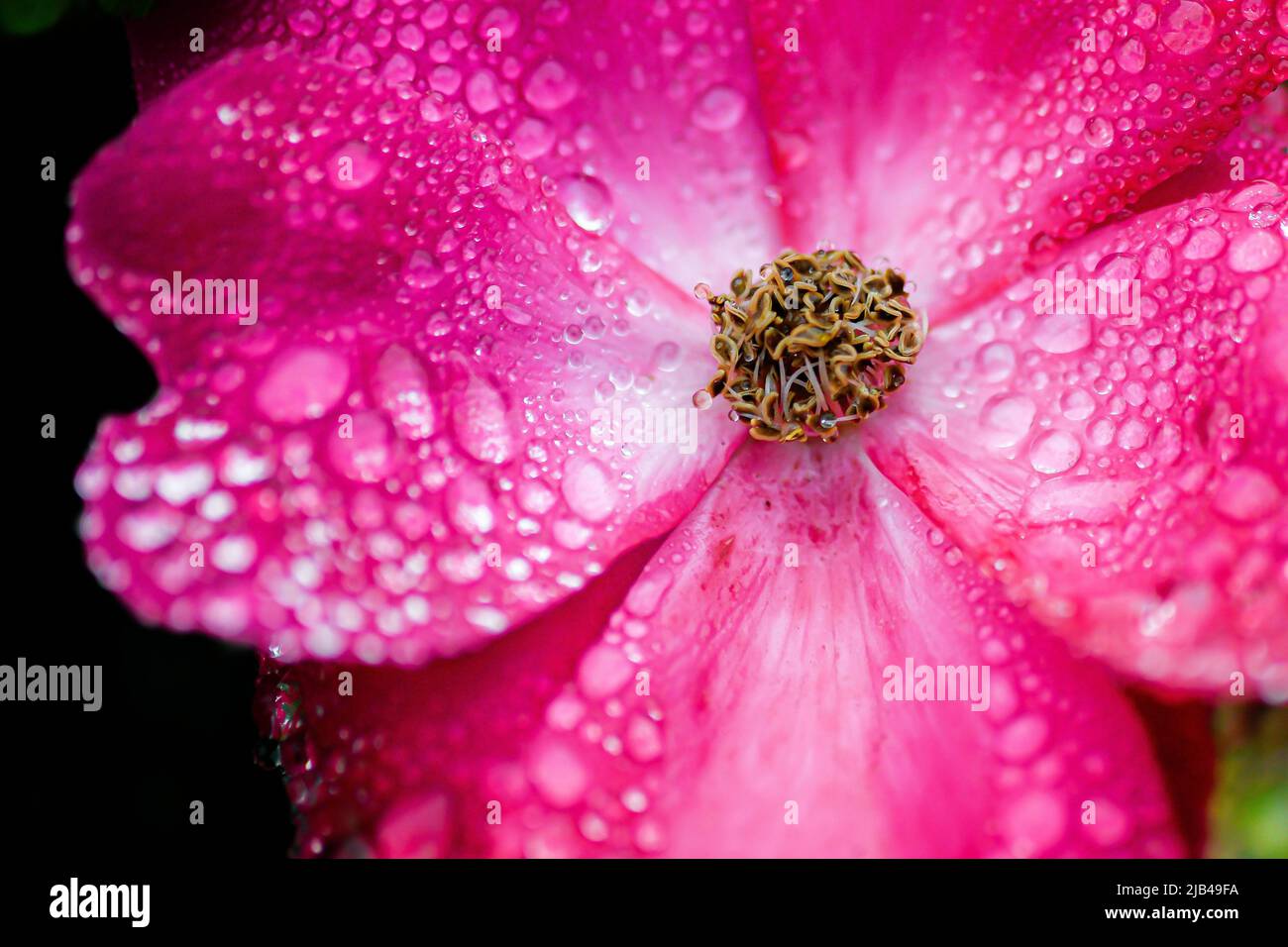 Wassertropfen auf Knock-out-Strauchrosen, Blüten und Blättern - Wassertropfen auf Blütenblättern und Blättern - Regentropfen und Regentropfen auf Pflanzen - Rosaceae - Rosa Stockfoto