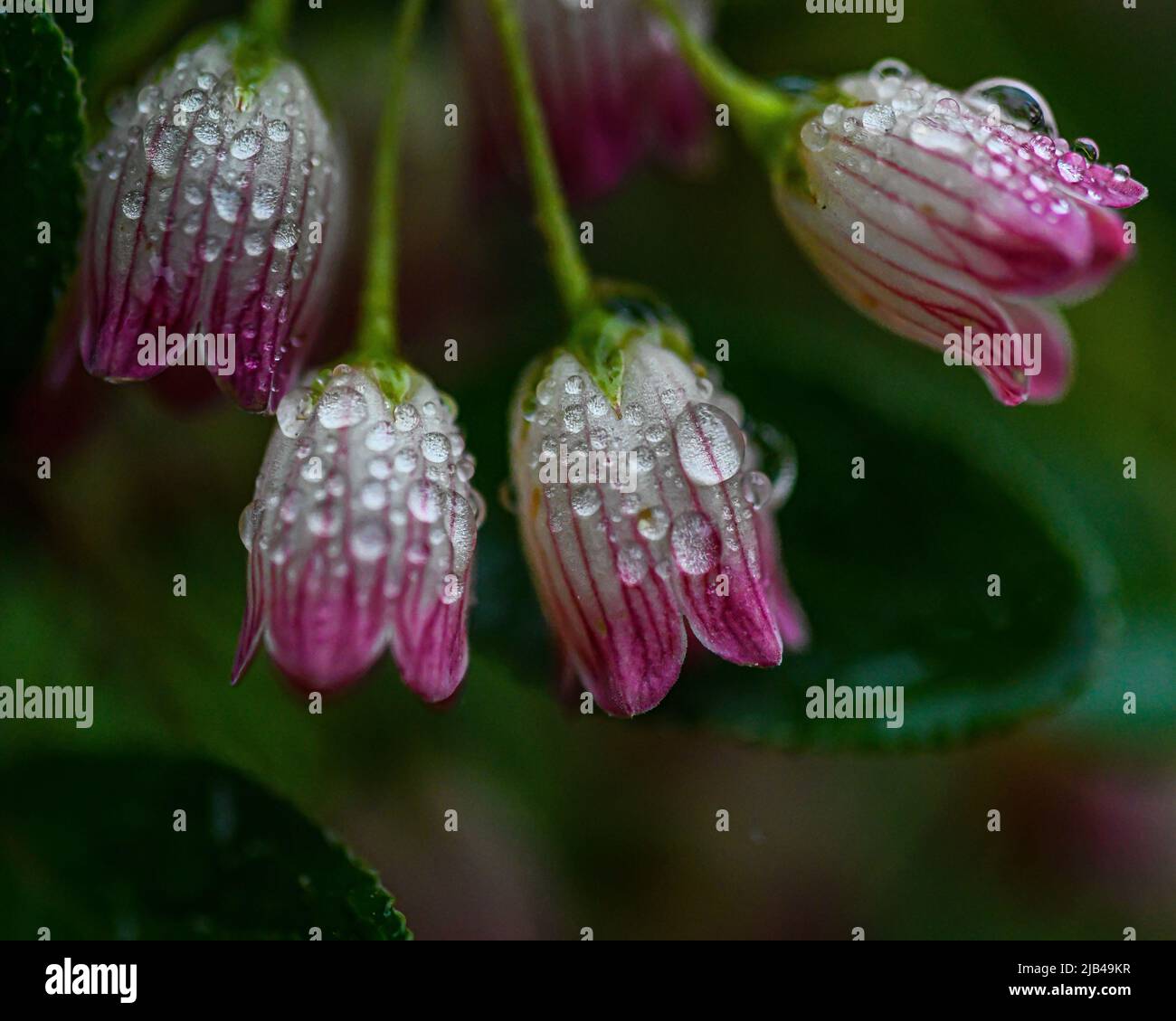 Wassertropfen auf Blumen und Blättern - Wassertropfen auf Blütenblättern und Blättern - Regentropfen und Regentropfen auf Pflanzen Stockfoto