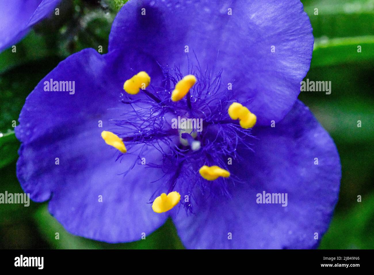 Tradescantia occidentalis - Spinnenkraut - Wassertropfen auf Blumen und Blättern - Wassertropfen auf Blütenblättern und Blättern - Regentropfen und Regentropfen Stockfoto