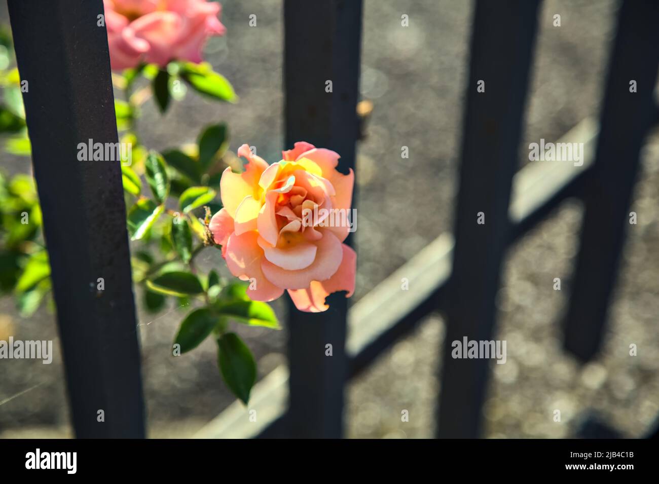 Orange und rosa Rosen blühen auf einem Metallzaun, der bei Sonnenuntergang aus der Nähe gesehen wird Stockfoto