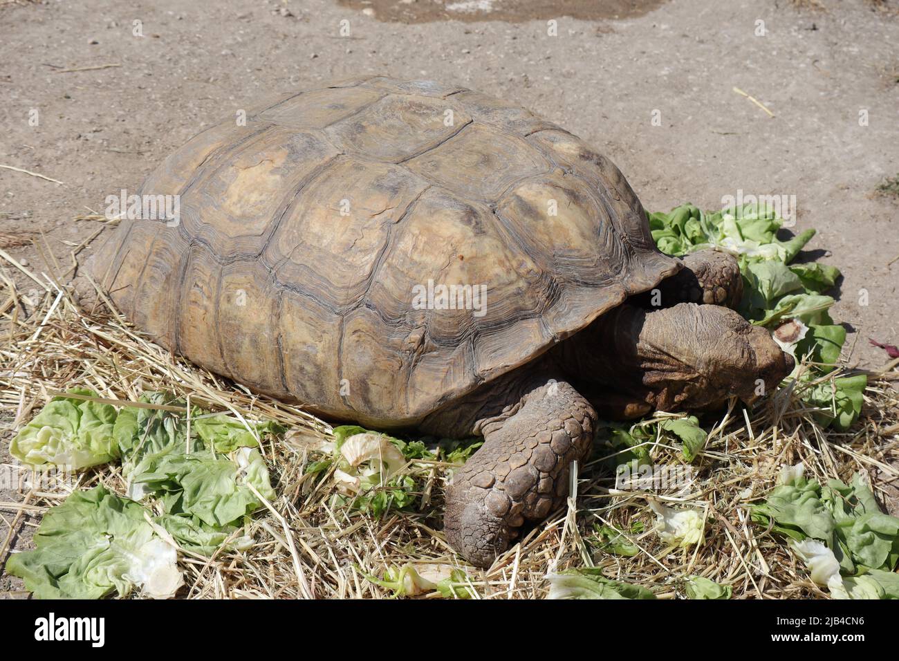 Afrikanische Schuppenschildkröten (Wissenschaftlicher Name: Centrochelys sulcata) Stockfoto