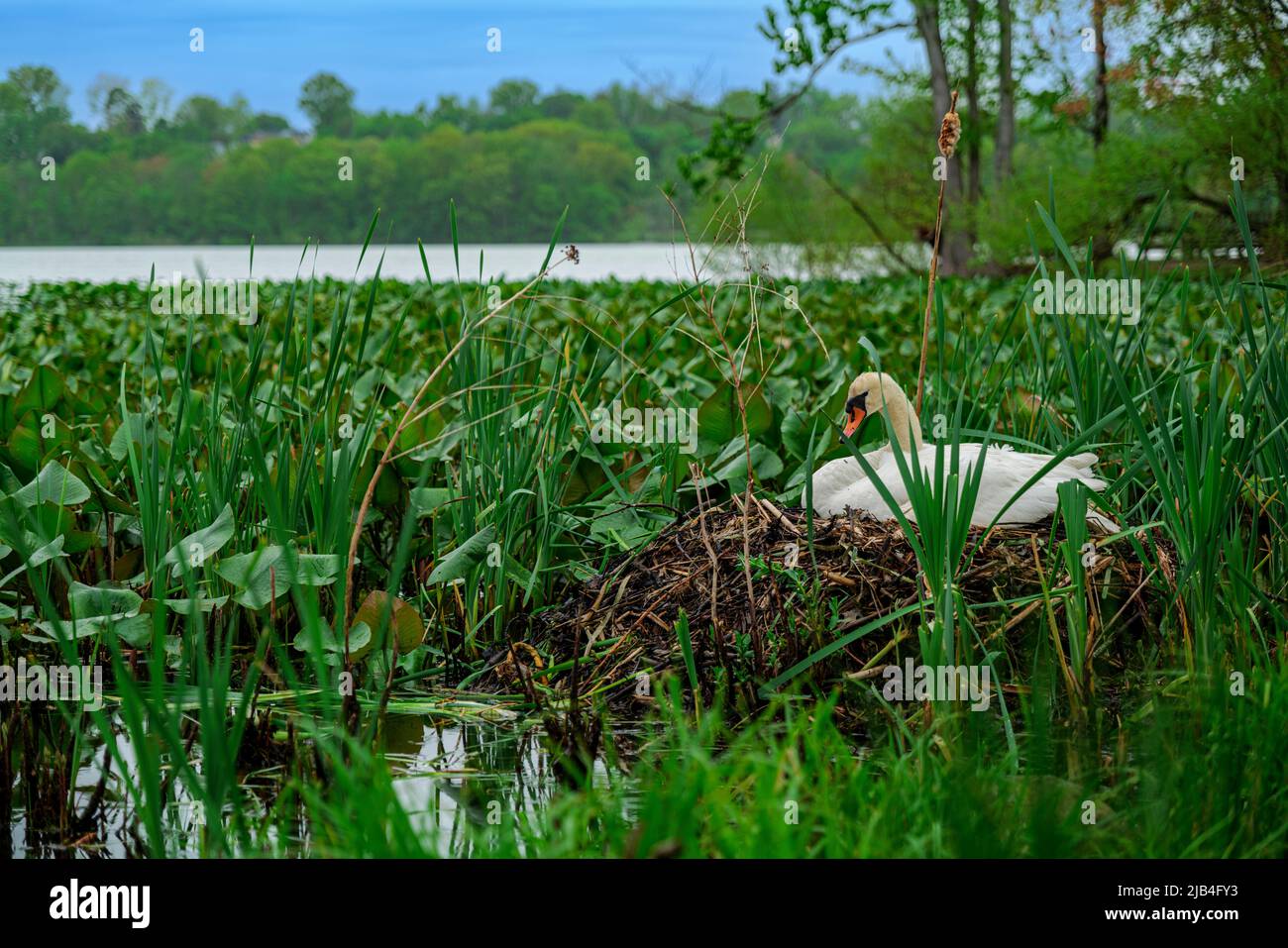 Ein weiblicher stummer Schwan, der auf Eiern in ihrem Nest auf einem See im Südosten sitzt Stockfoto