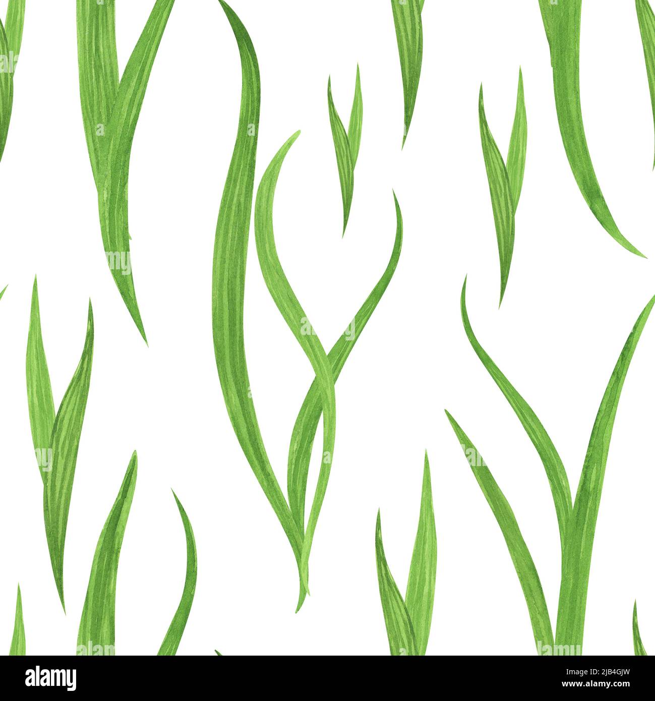 Seegras, Algen, Gras, Blätter, Seetang, Nahtloses Muster auf weißem  Hintergrund. Aquarell Handzeichnung Illustration. Kunst für die Gestaltung  von Druck, Textilien Stockfotografie - Alamy