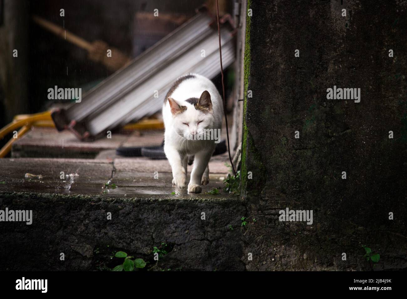 Weiße streunende Katze, die an regnerischen Tagen auf den Betrachter zuläuft. Stockfoto