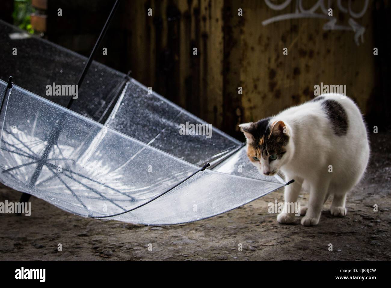 Streunende Katze, die an regnerischen Tagen mit einem Regenschirm spielt. Stockfoto