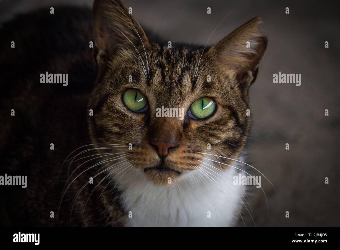 Porträt einer dunkelbraunen streunenden Katze mit grünen Augen an regnerischen Tagen. Stockfoto