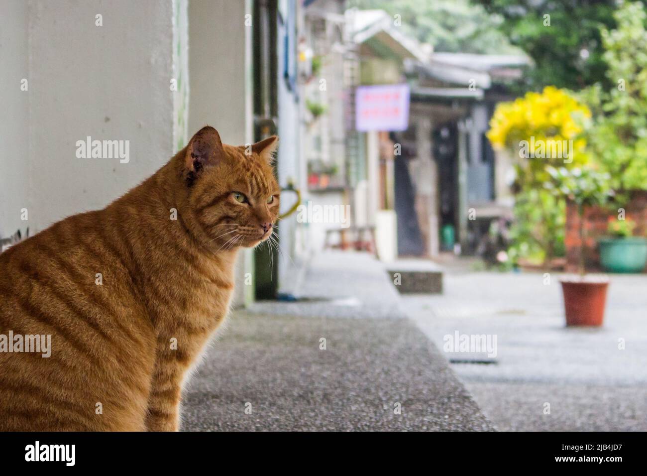 Das Bild einer entzückenden streunenden Ingwerkatze, die neugierig auf etwas schaut und an regnerischen Tagen auf der Straße sitzt. Stockfoto