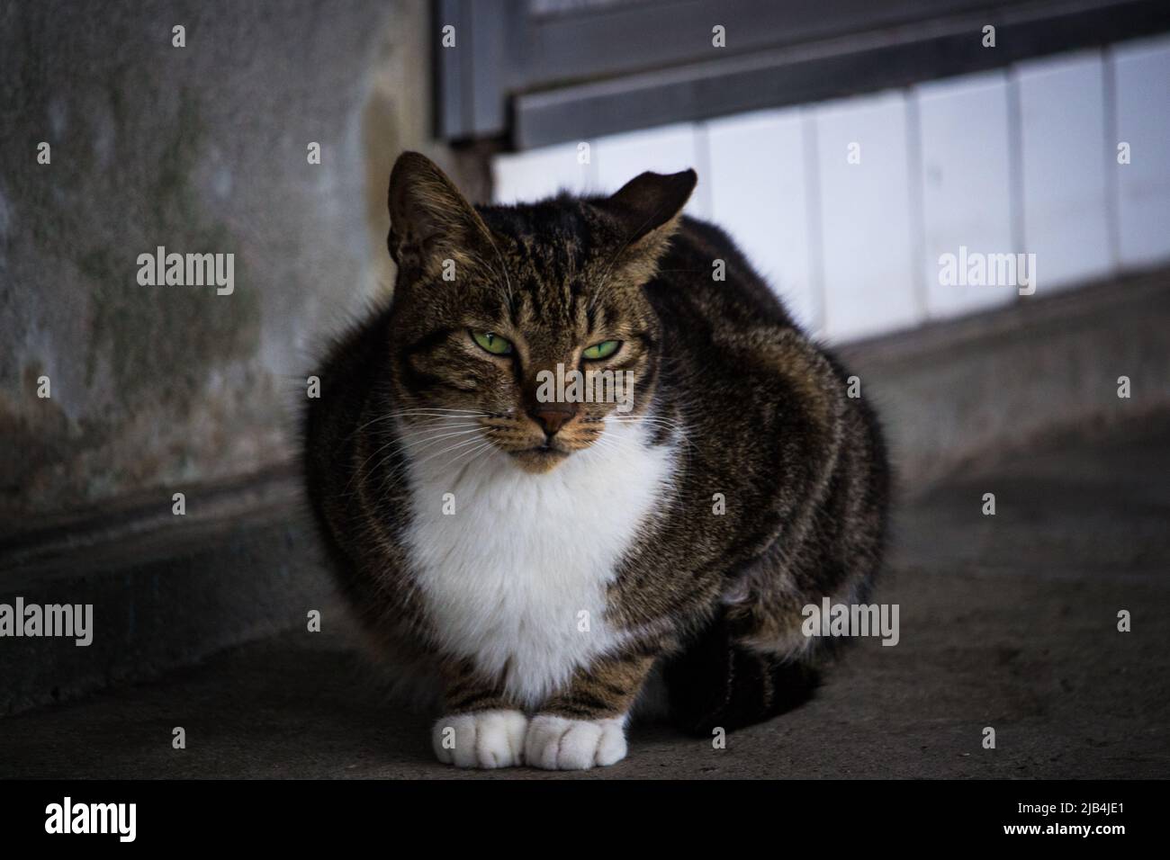 Braune streunende Katze sitzt auf dem Beton vor dem verlassenen Haus. Die Katze im Bild sieht den Betrachter neugierig an. Stockfoto