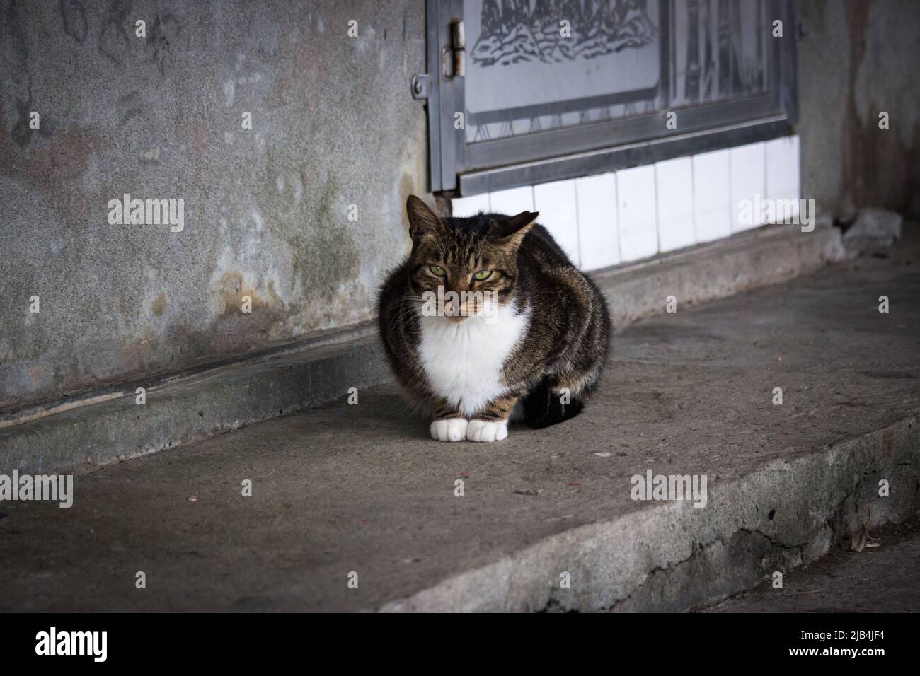Braune streunende Katze sitzt auf dem Beton vor dem verlassenen Haus. Die Katze im Bild sieht den Betrachter neugierig an. Stockfoto