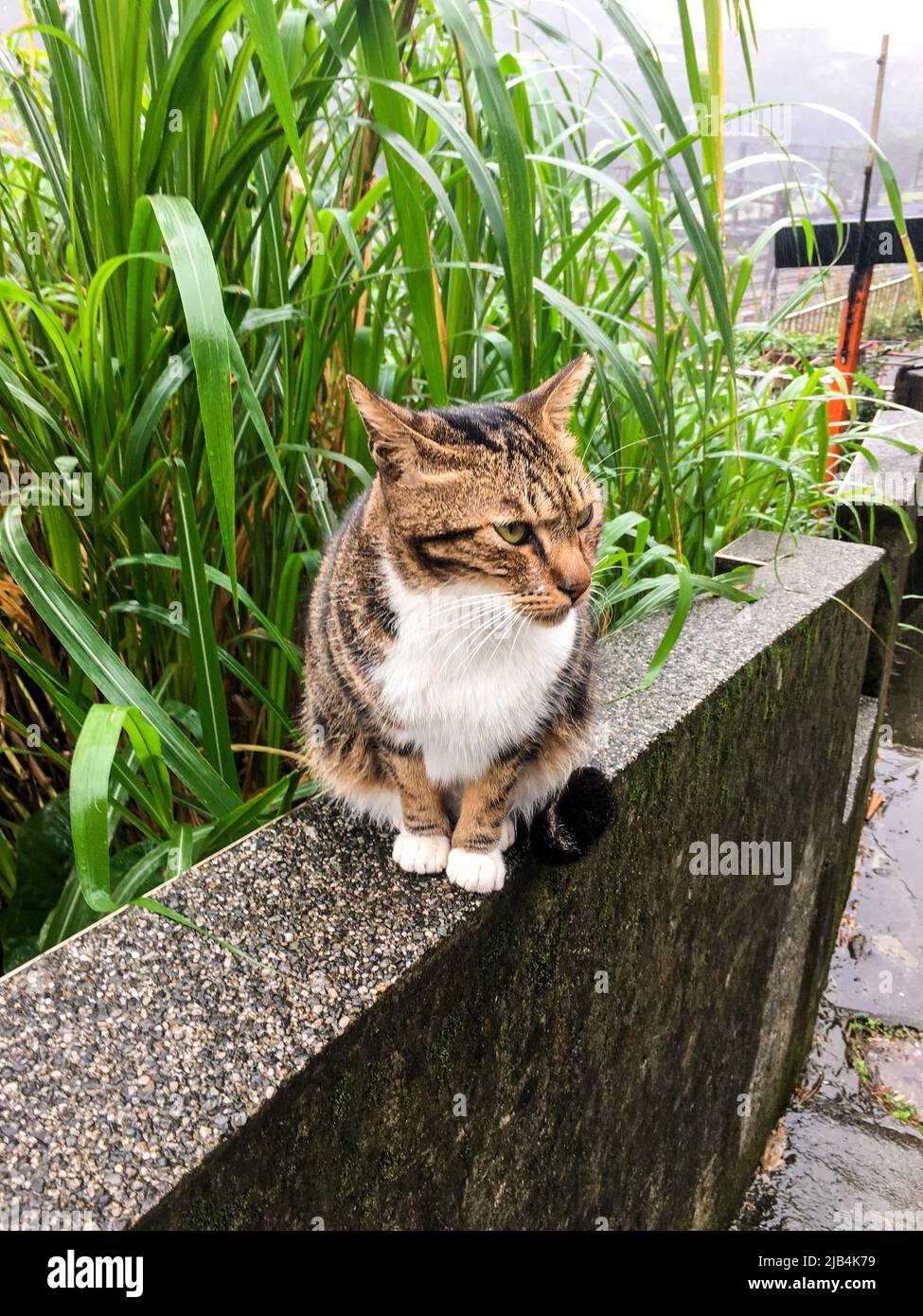 Graue und ginger gefärbte streunende Katze, die an regnerischen Tagen auf der Steinwand sitzt. Stockfoto