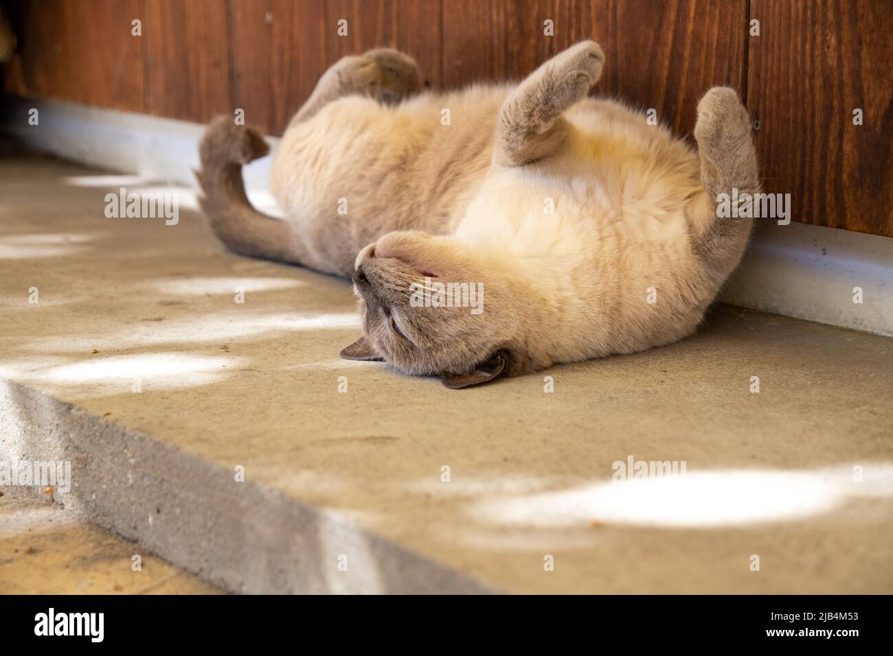 Nette weiße Katze, die während des Schlafes auf der Straße in der Innenstadt von Shimonoseki, Yamaguchi, Japan, umdreht. Stockfoto