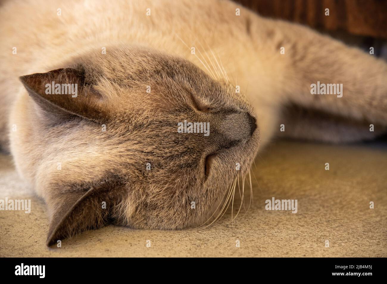 Nette weiße Katze schläft und sonnt sich auf der lokalen Straße der Innenstadt von Shimonoseki, Yamaguchi, Japan. Stockfoto