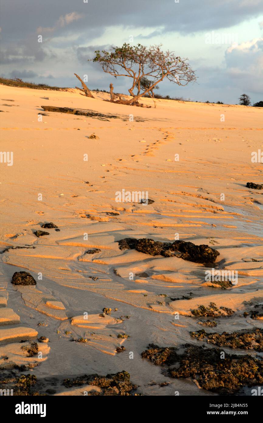 Ein Baum im Vordergrund des Sandstrandes vor Sonnenuntergang in Marosi, Lamboya, West Sumba, East Nusa Tenggara, Indonesien. Dieser Strand könnte zu den halben Sandstränden der Welt gehören, die bis zum Ende des Jahrhunderts verschwinden könnten, wenn der Klimawandel unvermindert weitergeht, wie Klimawissenschaftler in ihrer Publikation über Nature Climate Change vom März 2020 berichteten. Stockfoto