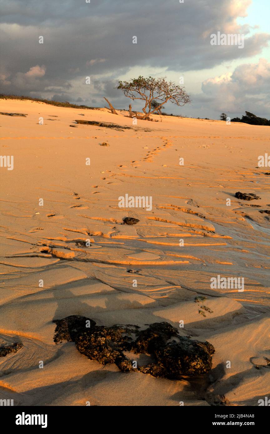 Ein Baum im Vordergrund des Sandstrandes vor Sonnenuntergang in Marosi, Lamboya, West Sumba, East Nusa Tenggara, Indonesien. Dieser Strand könnte zu den halben Sandstränden der Welt gehören, die bis zum Ende des Jahrhunderts verschwinden könnten, wenn der Klimawandel unvermindert weitergeht, wie Klimawissenschaftler in ihrer Publikation über Nature Climate Change vom März 2020 berichteten. Stockfoto