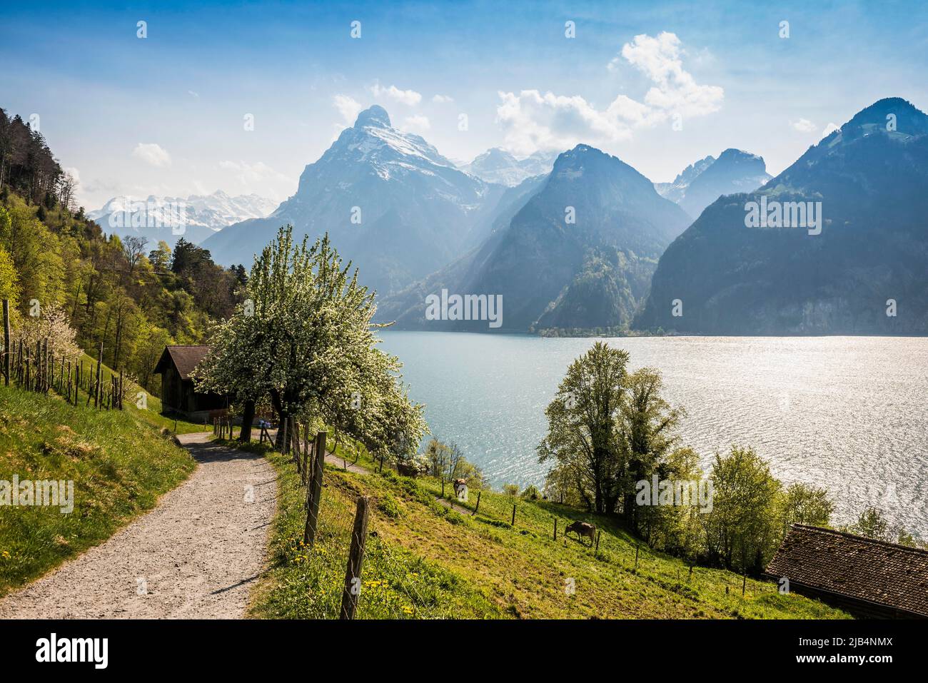 Panorama mit See und Bergen, Sisikon, Vierwaldstättersee, Kanton Uri, Schweiz Stockfoto