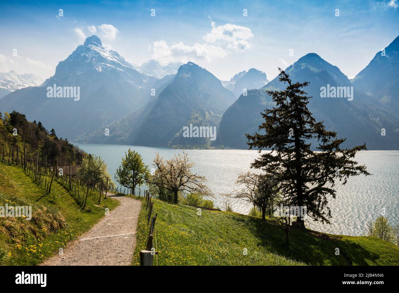Panorama mit See und Bergen, Sisikon, Vierwaldstättersee, Kanton Uri, Schweiz Stockfoto