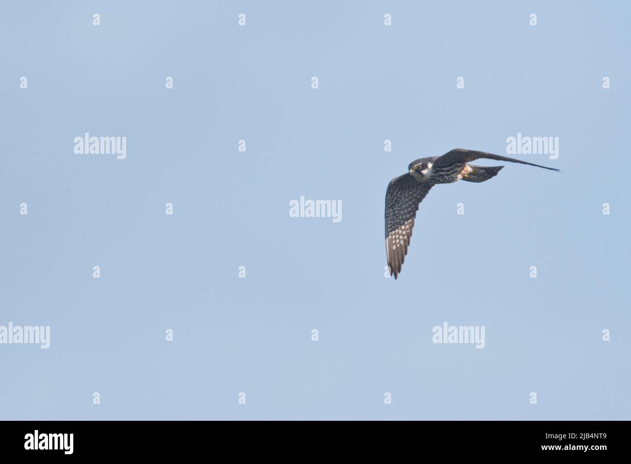 Eurasisches Hobby (Falco subbuteo), Emsland, Niedersachsen, Deutschland Stockfoto