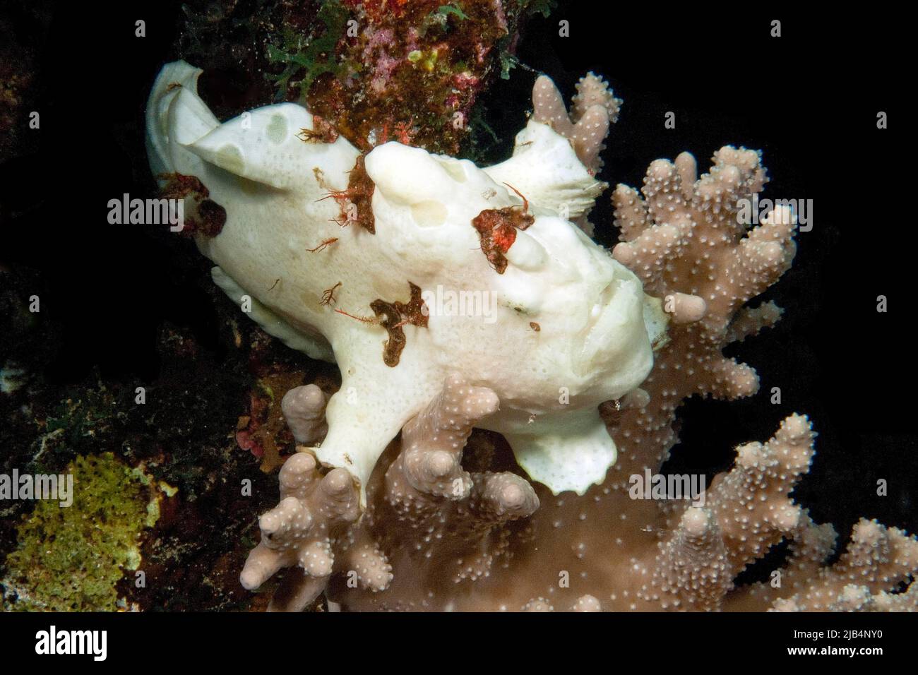 Juvenile Anglerfische (Antennarius pictus), die auf Agropora-Steinkorallen (Agroporidae), Pazifischer Ozean, philippinisches Meer, Philippinen angelehnt sind Stockfoto