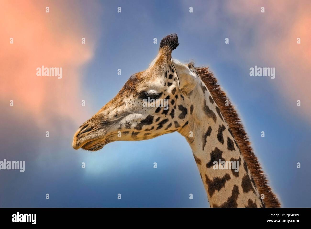 Masai Giraffe (Giraffa camelopardalis tippelskirchi), Portrait, Masai Mara, Nationalpark, Kenia, Ostafrika Stockfoto