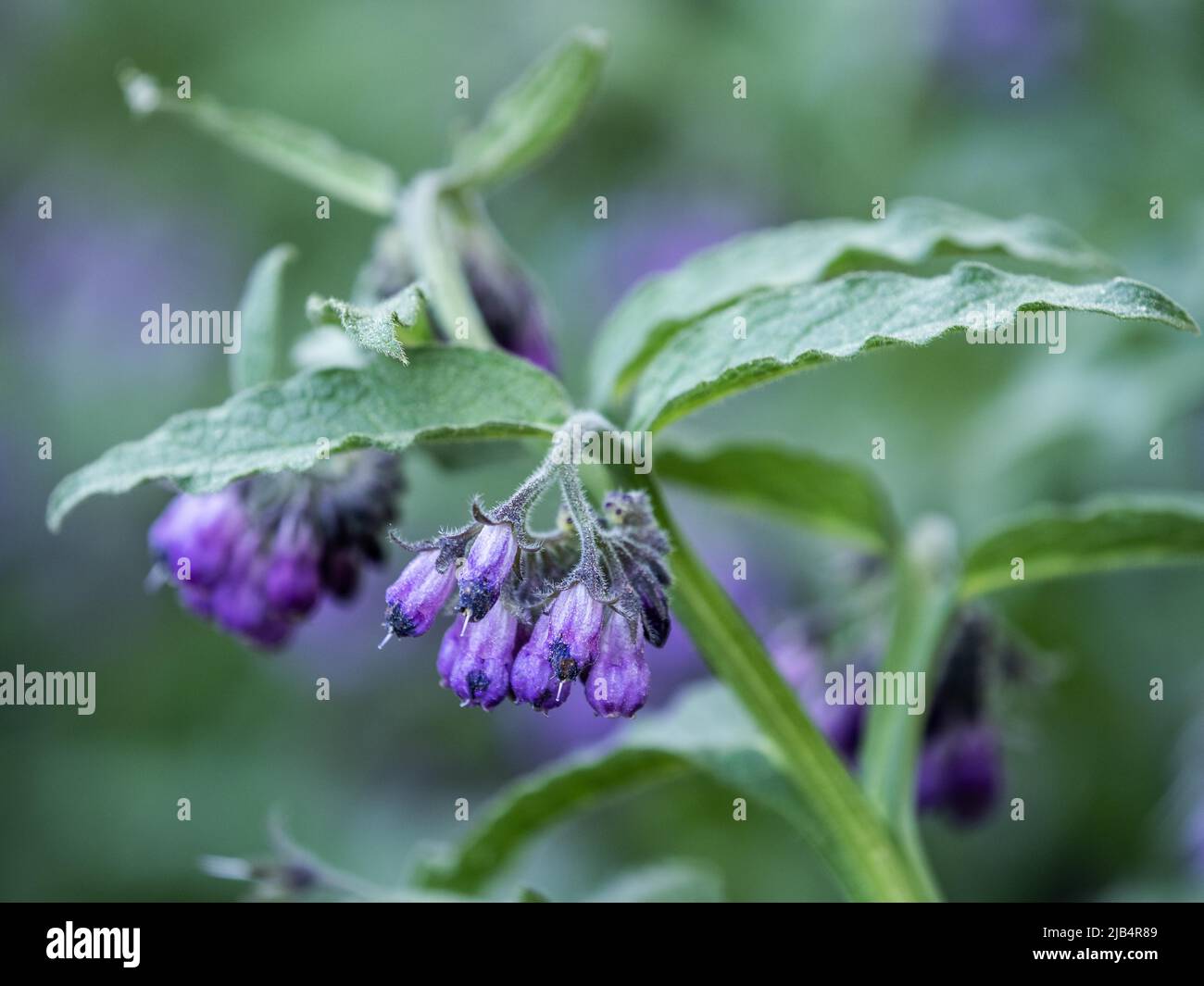 Beinwell (Symphytum officinale), violett blühende Sorte, Leoben, Steiermark, Österreich Stockfoto