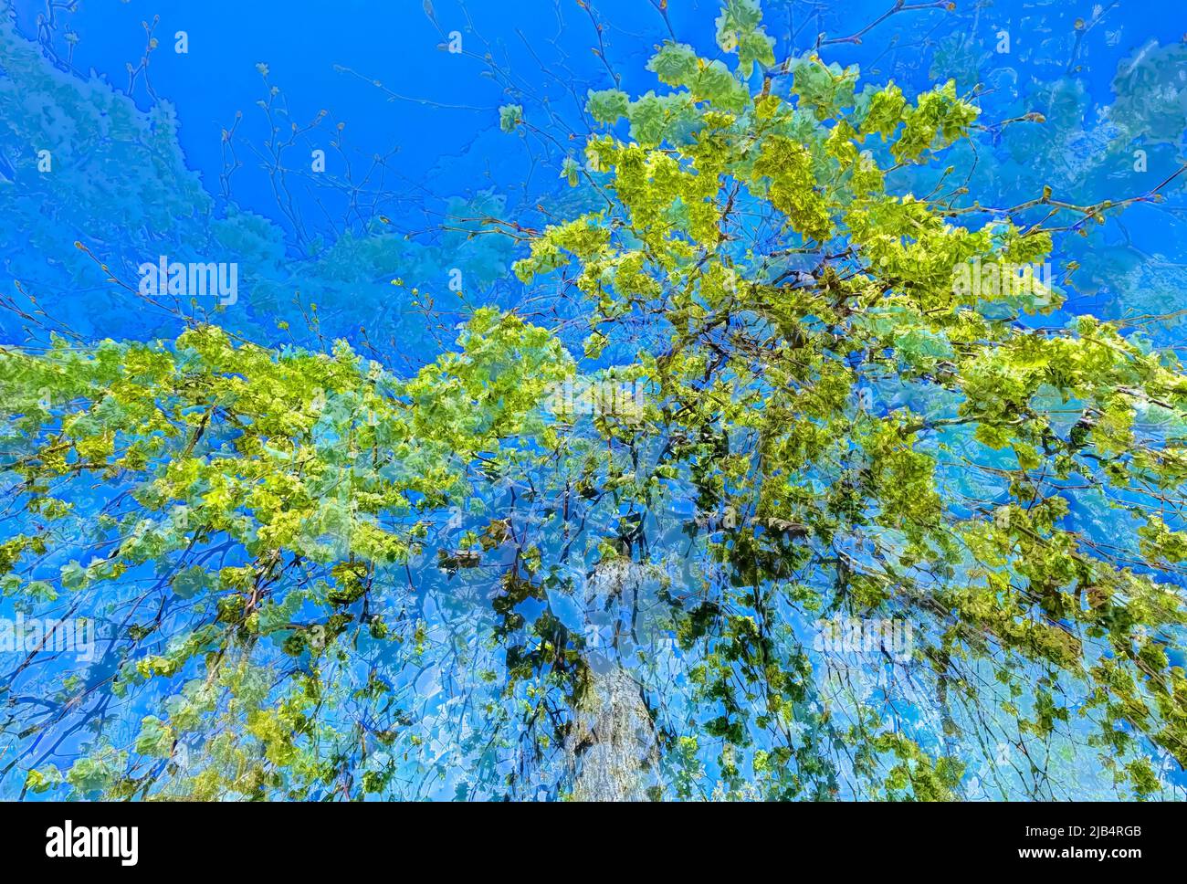 Blumen kreativ, künstlerische Aufnahme, Ulme (Ulmus), stilisiert, entfremdet, Baum, Äste, Pflanzen, duftend, alles im Hintergrund, Muster, Design, Deutschland Stockfoto