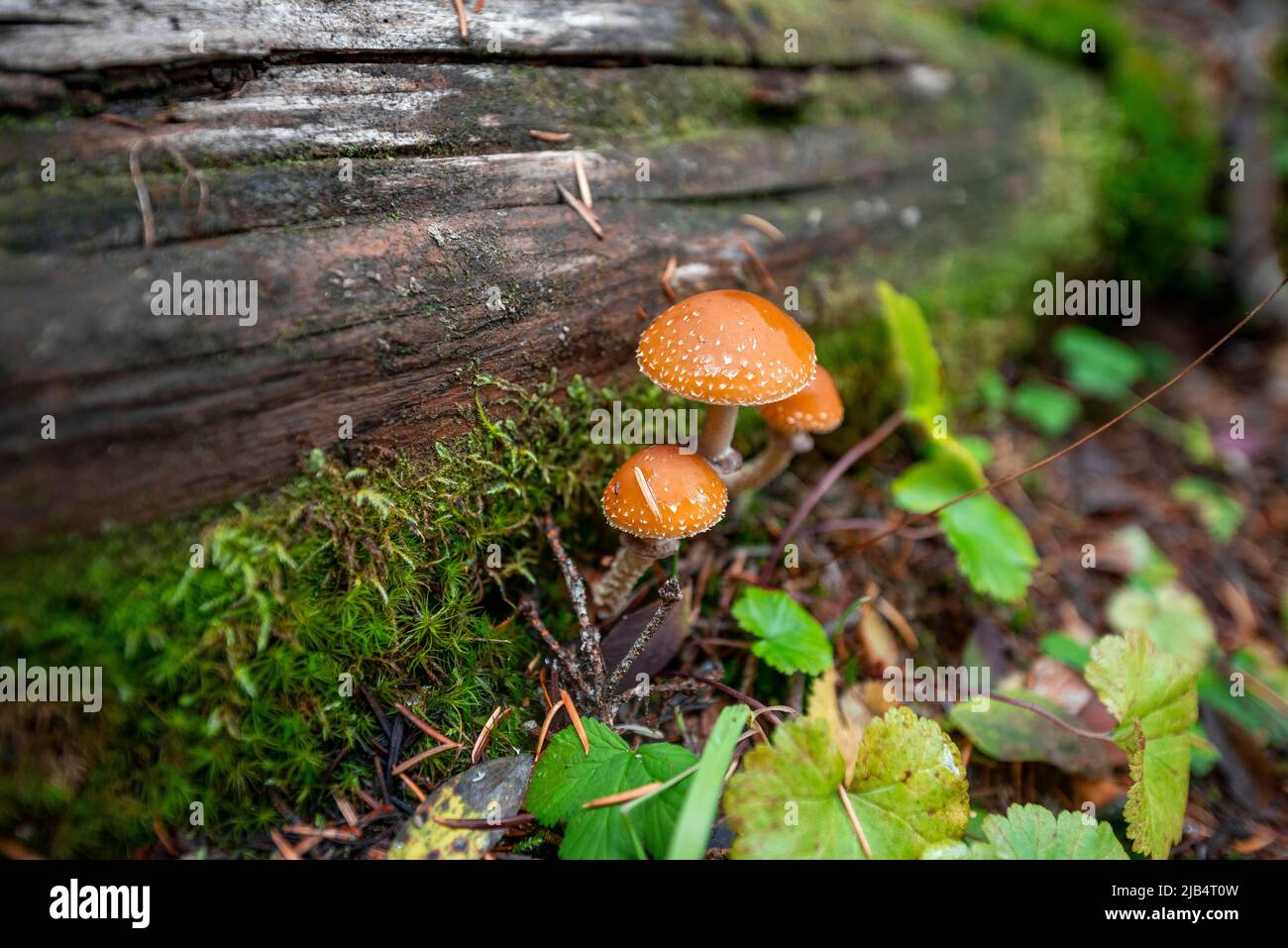 Schuppiger Tränenpilz (Leratiomyces squamosus), drei Pilze, die auf einem umgestürzten Baum wachsen, Kanada Stockfoto
