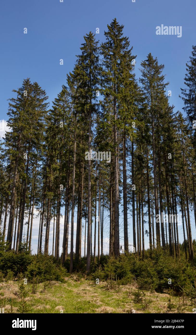 Monokultur, europäische Fichte (Picea abies), Bad Leonfelden, Mühlviertel, Oberösterreich, Österreich Stockfoto