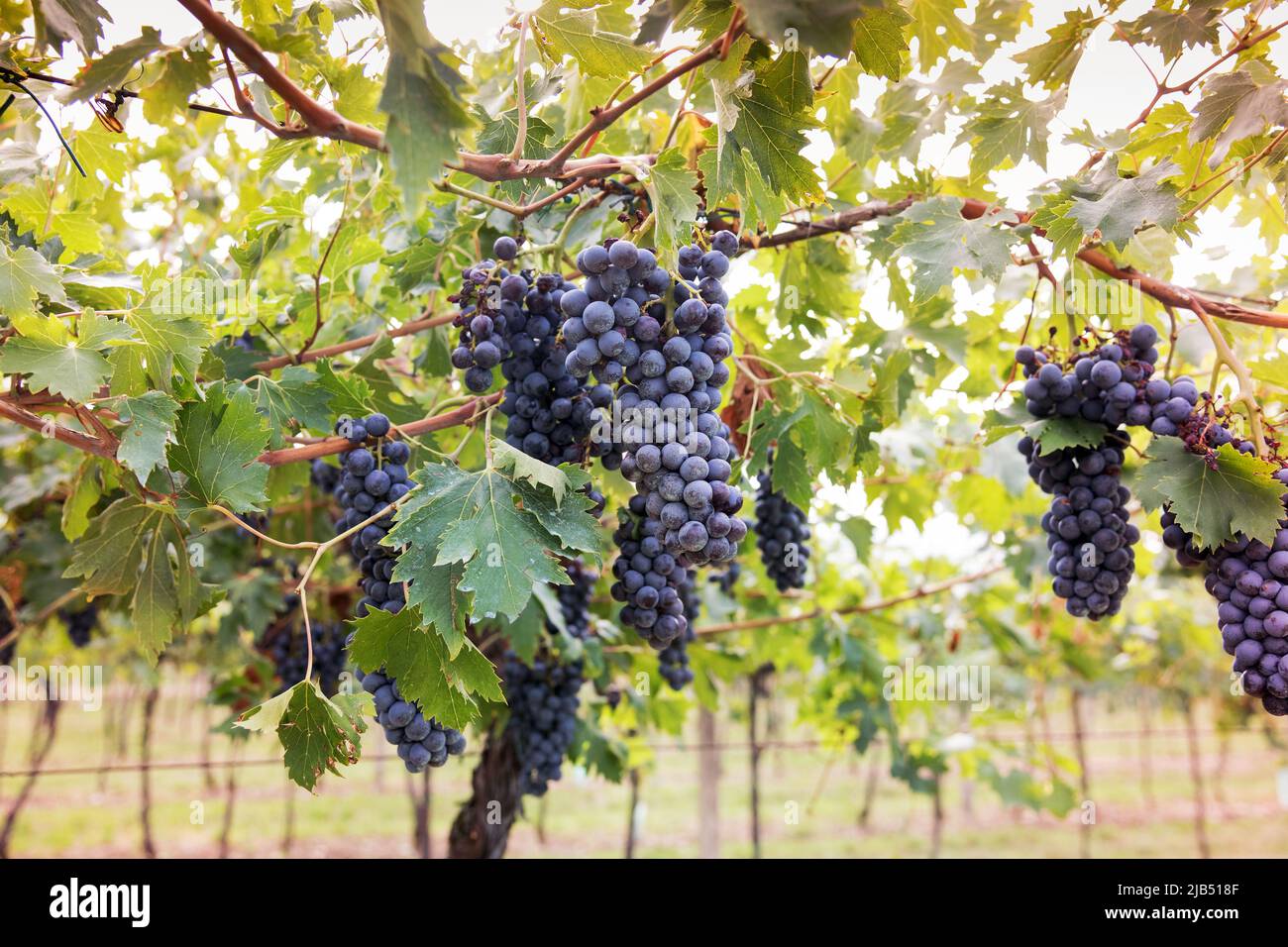 Trauben reifen auf einer Weinrebe in einem Weingut in einem Weinbau- und Weinproduktionskonzept Stockfoto