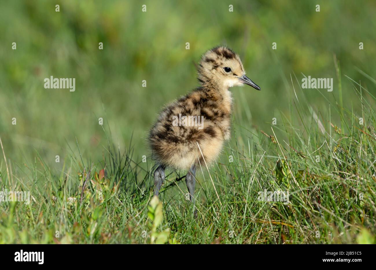 Nahaufnahme eines jungen Curlew-Kükens, wissenschaftlicher Name: numenius arquata, in natürlichem Moorgebiet, nach rechts gerichtet. Curlews sind in ernster Abnahme und Stockfoto