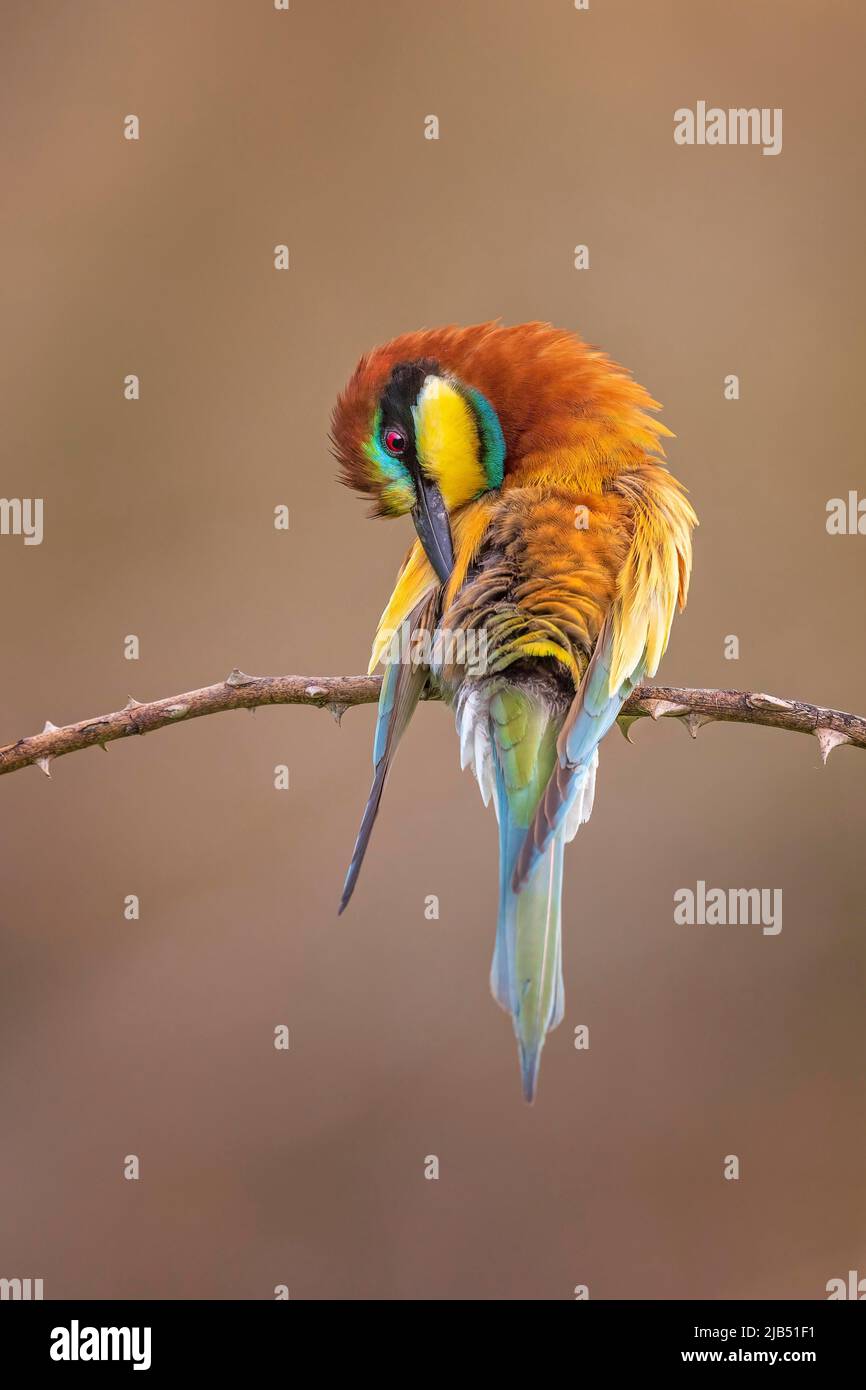 Bienenfresser (Merops apiaster) Männchen, das sein Gefieder ausrichtet, Sachsen-Anhalt, Deutschland Stockfoto