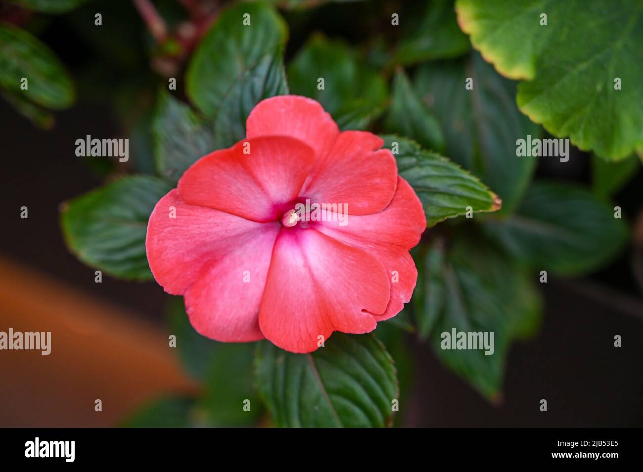 Hibiscus Flower rosa Farbe ist eine Gattung von blühenden Pflanzen in der Malve Familie, Malvaceae. Stockfoto